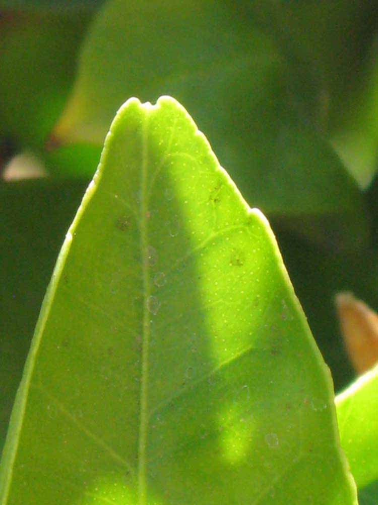              Margin (Riverside, CA)       